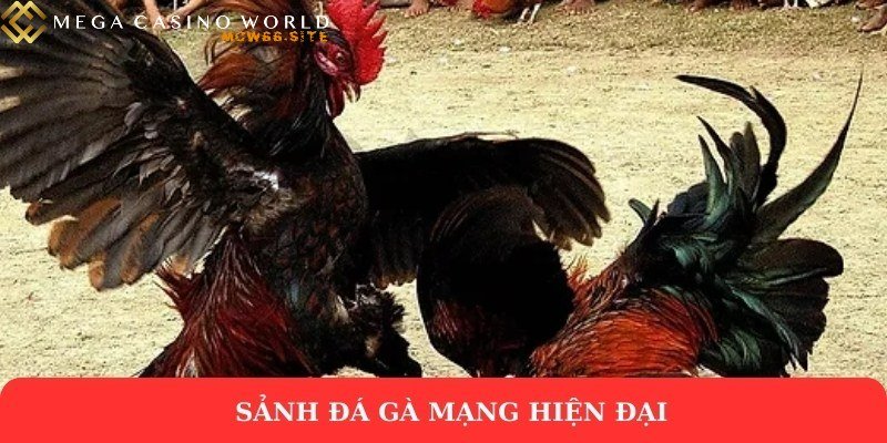Đá gà mạng – Cuồng nhiệt từng trận, bứt phá mọi giới hạn 1 Sảnh đá gà mạng hiện đại
