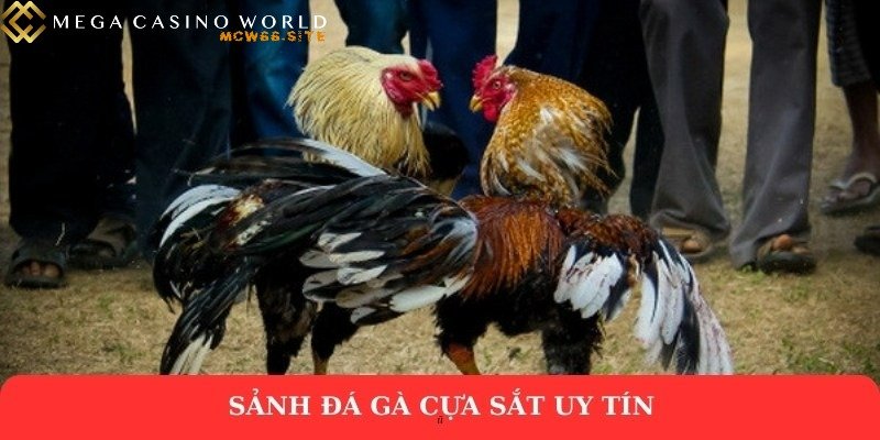 Đá gà mạng – Cuồng nhiệt từng trận, bứt phá mọi giới hạn 2 Sảnh đá gà cựa sắt uy tín