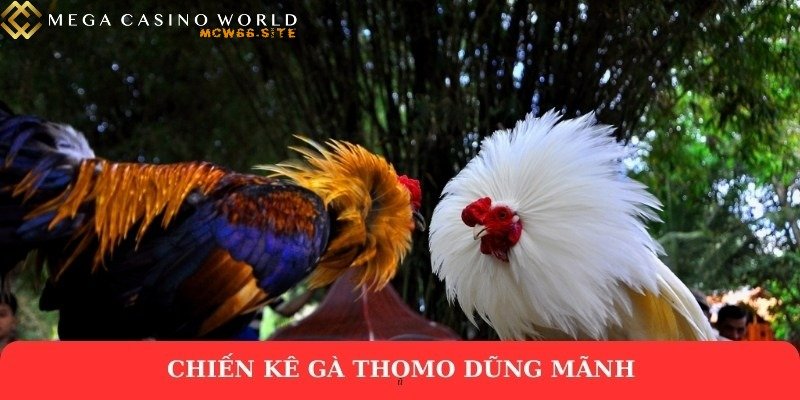 Đá gà online - Cẩm nang cho kê thủ mới bắt đầu tại Mcw66 2 Chiến kê gà Thomo dũng mãnh
