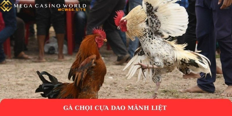 Đá gà online - Cẩm nang cho kê thủ mới bắt đầu tại Mcw66 3 Gà chọi cựa dao mãnh liệt